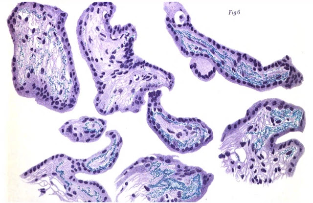 Stained Placental Cross-Section by Hofbauer