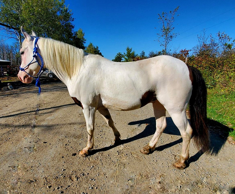 Horse Horses for Sale Milkdud Quarter Pony Gelding
