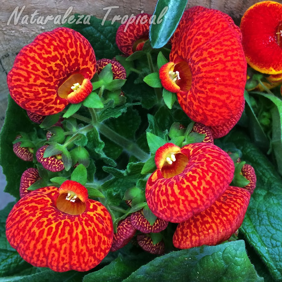 Floración de una planta Zapatillas de Venus, género Calceolaria. Flores rojas con líneas anaranjadas