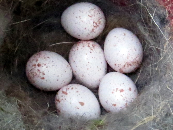 Penelopedia Nature and Garden in Southern Minnesota Bluebird Report