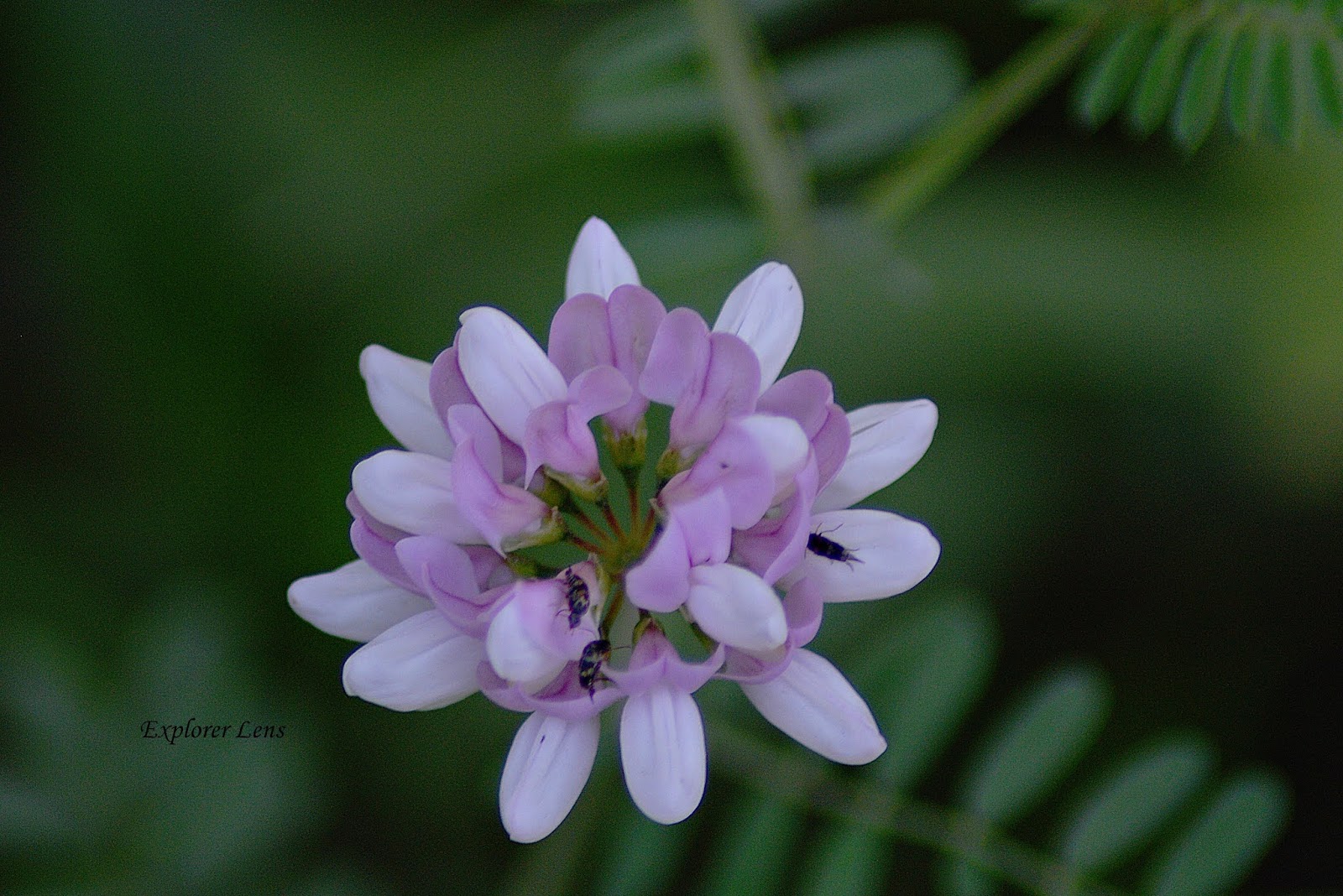 Hidden Gems of PA Tank Hollow Vista Explorer Lens