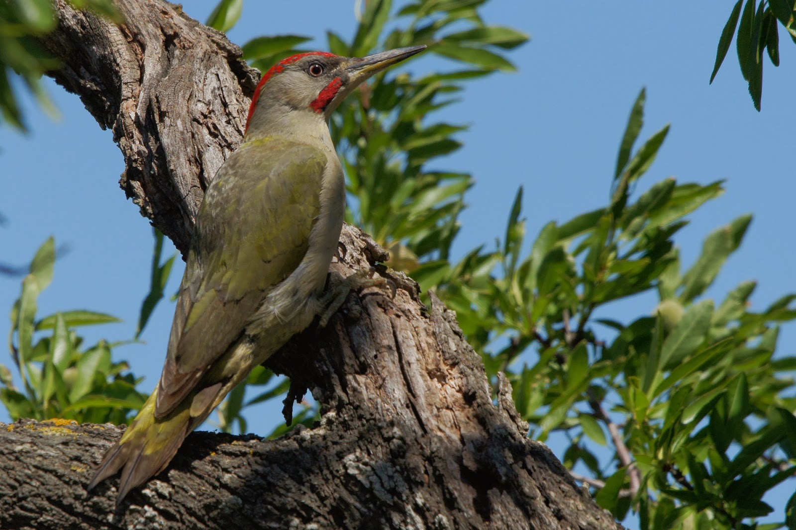 Resultado de imagen para Picus Viridis en el arbol