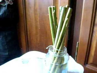 hraneniye cherenkov ivy Как вырастить иву для плетения