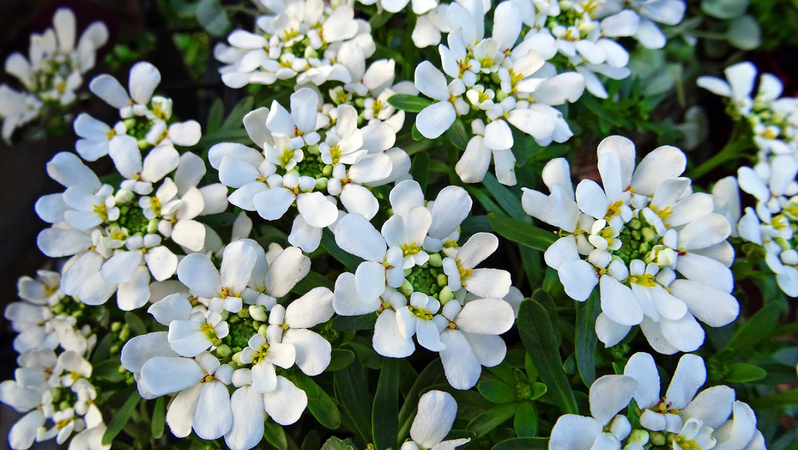 иберис зонтичный лилициана. иберис про сантехника. цветок иберис зонтичный смесь окрасок. иберис вечнозеленый белый. иберис цветок.