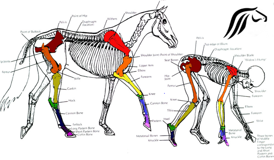 how to learn about Bones and Muscles Horse Anatomy