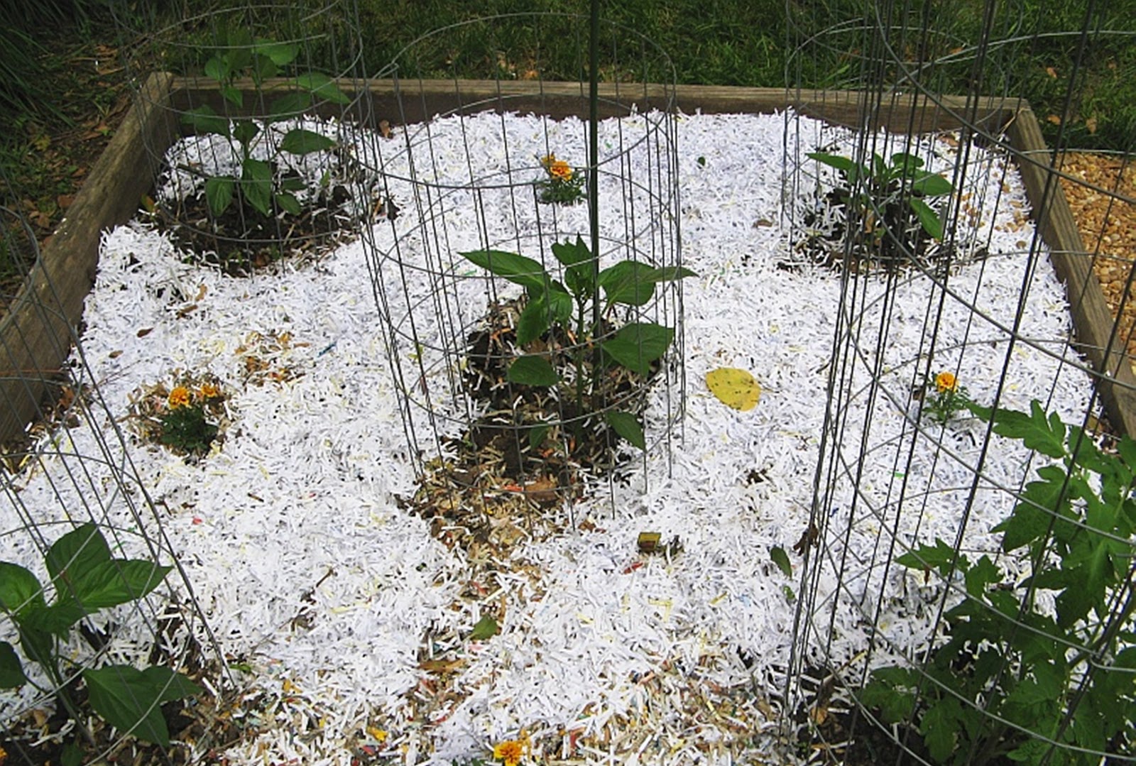 Urban Gardening Paper as Soil