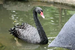 taman burung tmii jakarta