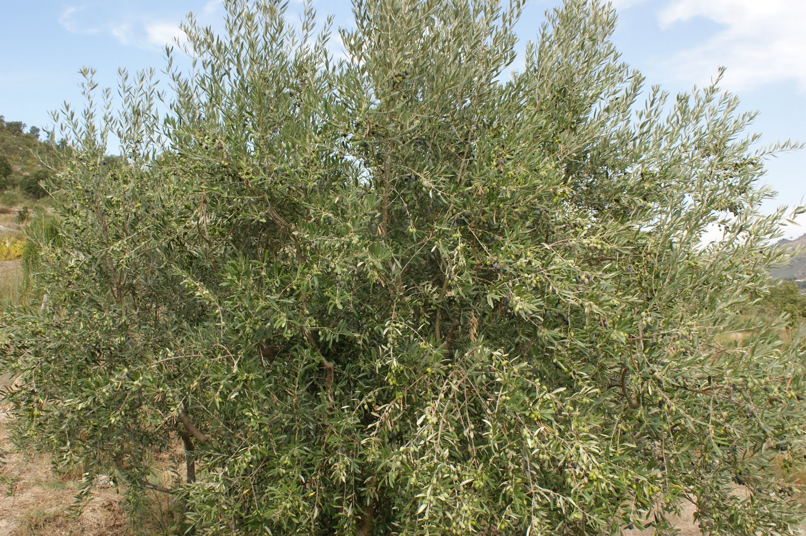 CULTURAS NO CAMPO GALEGA
