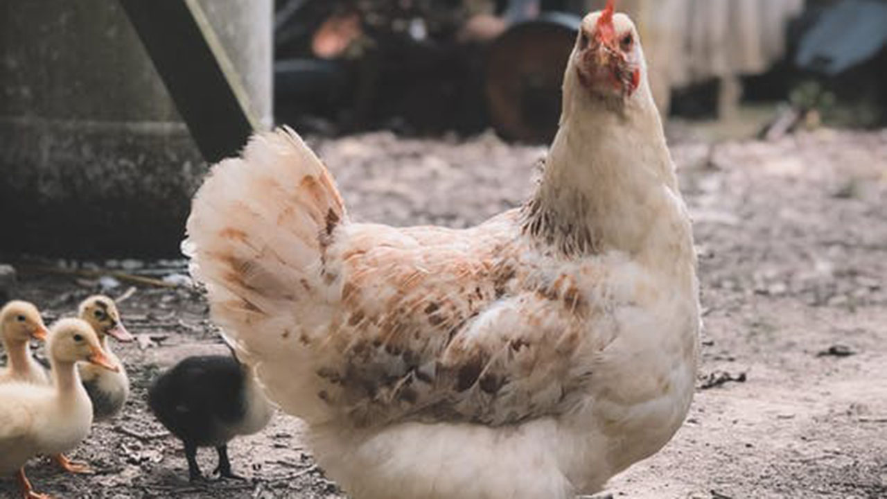 Memilih Telur Ayam Negeri dengan Cara Baik dan Benar Memilih Telur Ayam Negeri dengan Cara Baik dan Benar