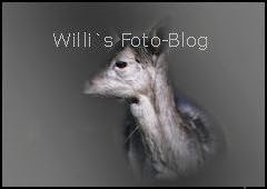 Willi`s Foto-Blog