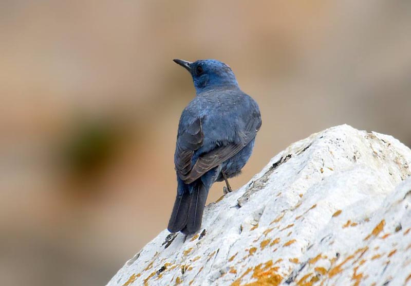 Flora Monticola solitarius