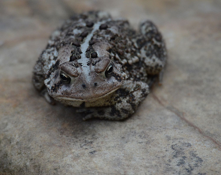 Red and the Peanut An American Toad visits the pond...