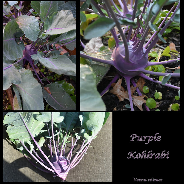 Purple Kohlrabi