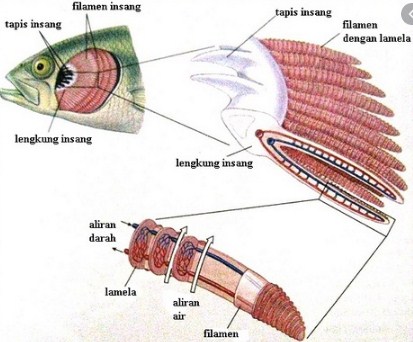 Fungsi insang pada ikan