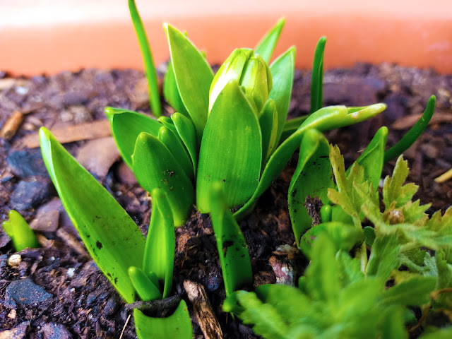 Jacinto (Hyacinthus spp.).