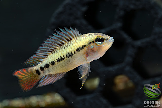 Apistogramma hoignei / A. sp. D47