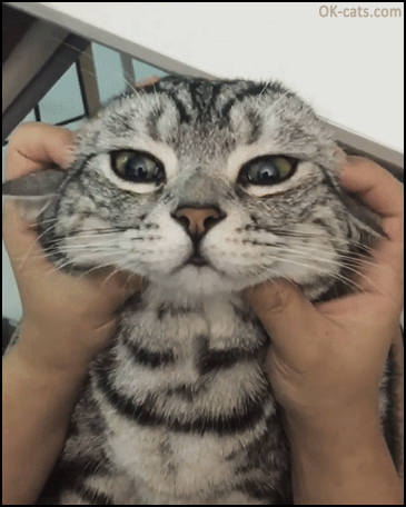 Funny Cat GIF • Cat is not amused by a hard ear massage and wants to end his hooman [ok-cats.com]
