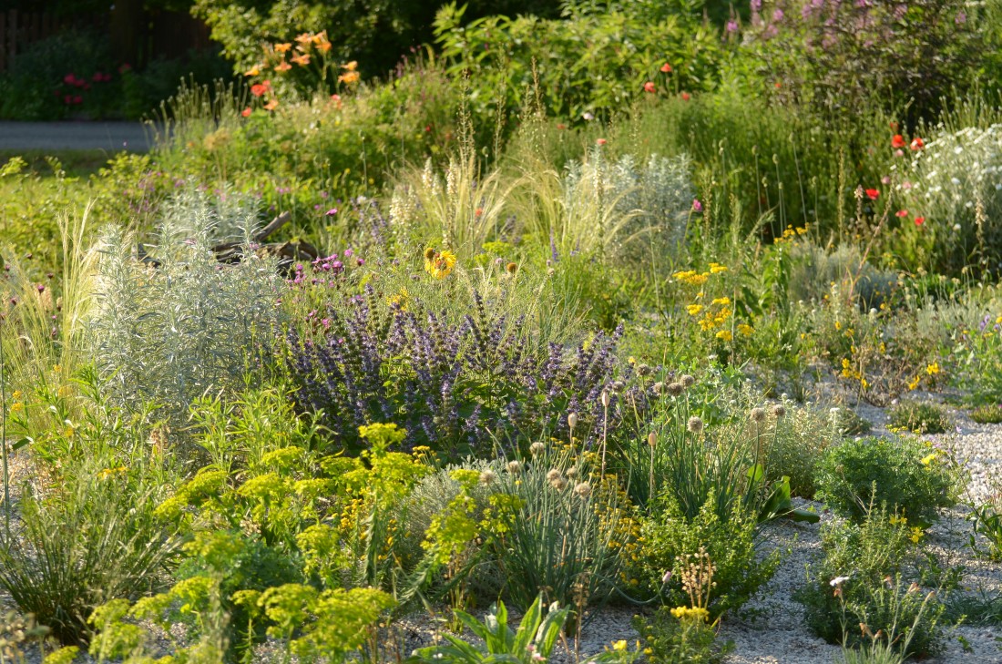 Storchschnabel Und Andere Stauden Page 1 Chan 31479082 Rssing Com