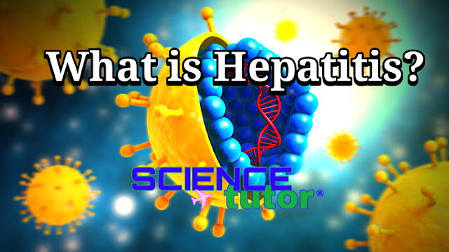What is hepatitis? Science Tutor