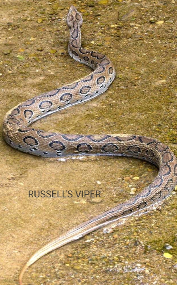 Snakes of jammu and kashmir