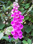 Foxgloves