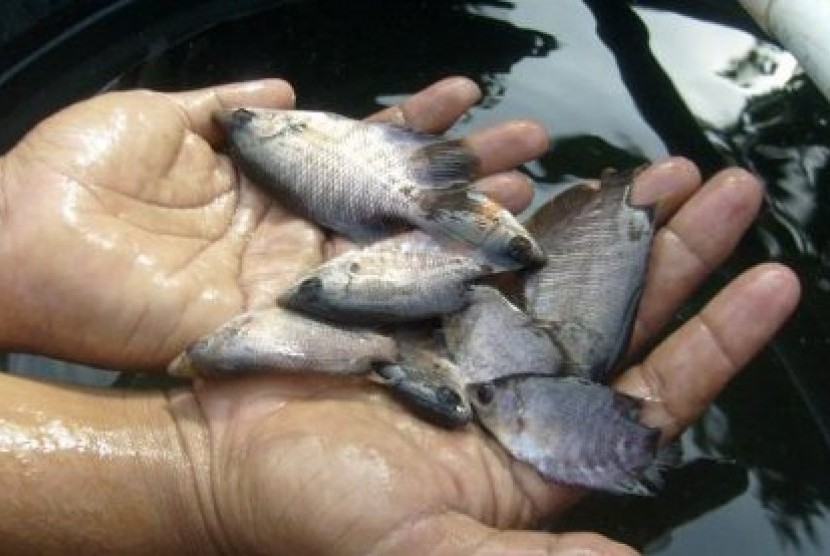 Sisik Ikan Gurame Bisa Cegah Gigi Berlubang | Read More