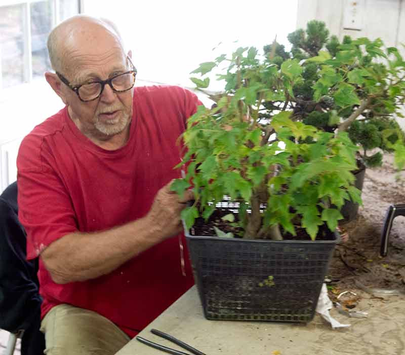 Walter Pall Bonsai Adventures The Flower market in Monroe; Michigan 2