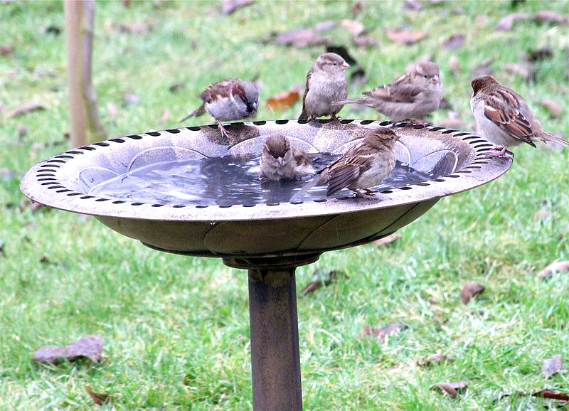 Gardening Gradually Alternative uses for garden bird baths