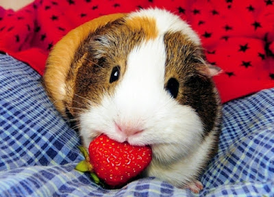 What can Guinea Pigs eat