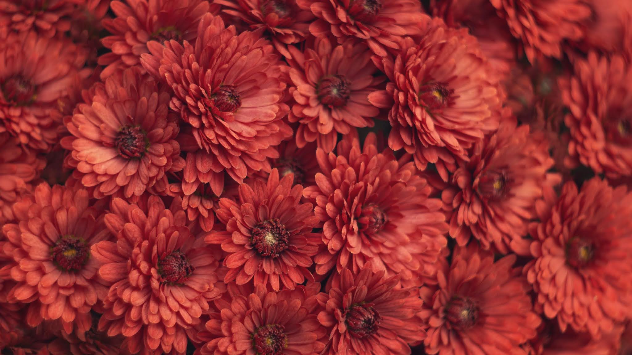 Flowers, Chrysanthemum, Red, Photo, Macro