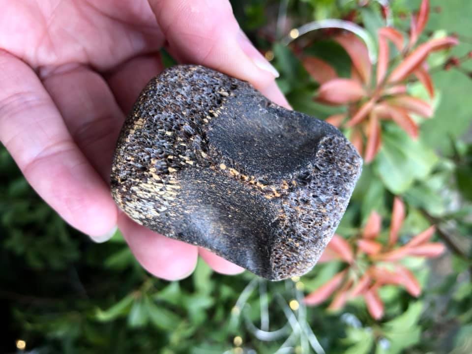 FOSSIL HUNTRESS IDENTIFYING FOSSIL BONE