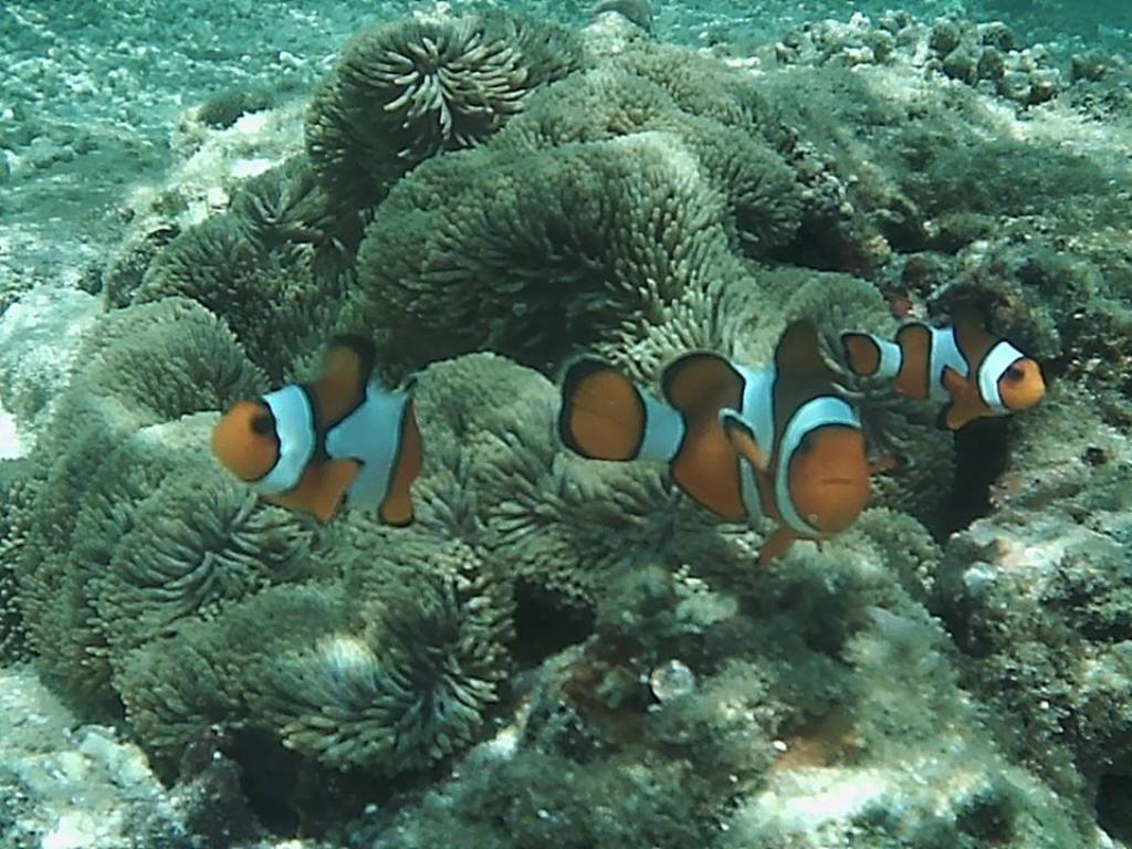 Ikan Nemo Jadi Ikon Pulau Tikus TintaPenacom Luaskan Wawasanmu Ikan Nemo Jadi Ikon Pulau Tikus TintaPenacom Luaskan Wawasanmu