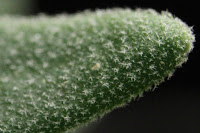 Extreme close up of lavender leaf tip, showing tiny branched trichomes on leaf surface.