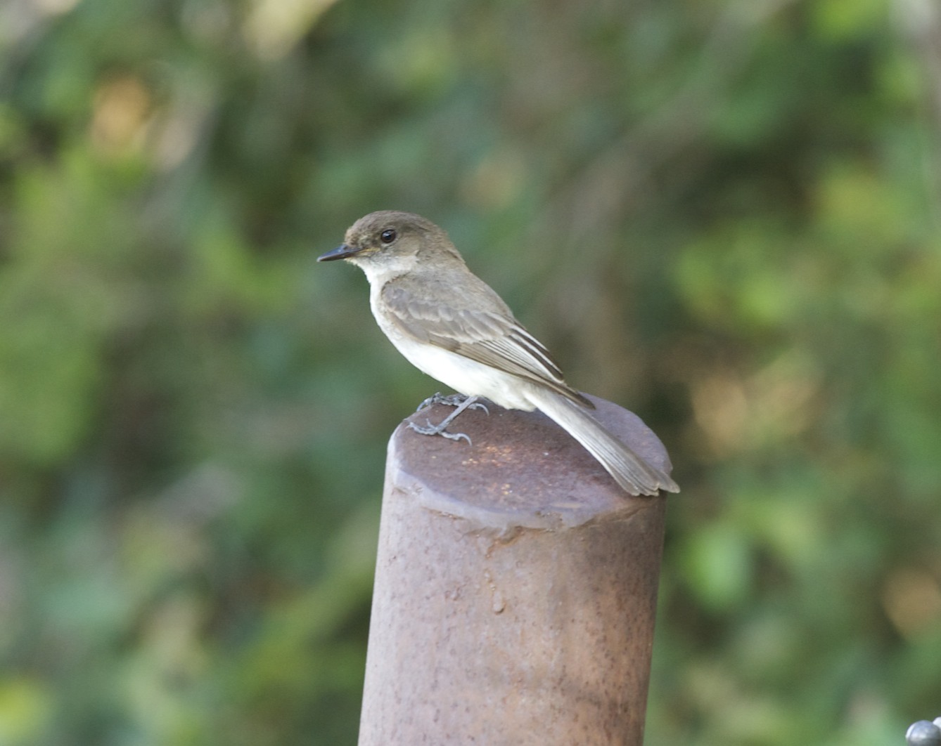 Bird In Everything: Wild Birds Of Texas