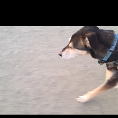 Lovely Alaskan Husky mix running next to the camera, not out in front