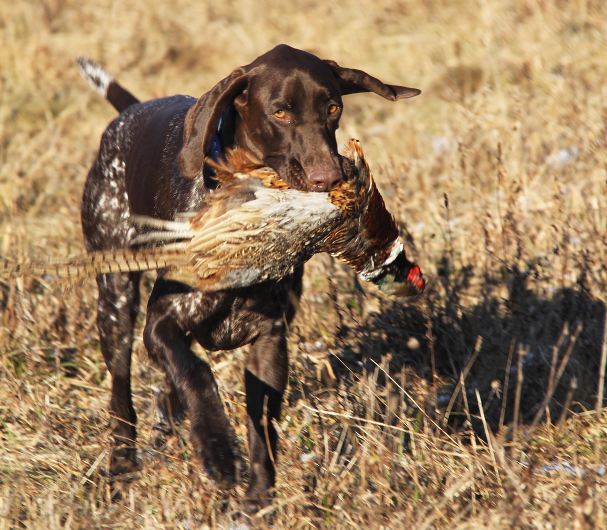 german shorthaired pointer exercise ideas