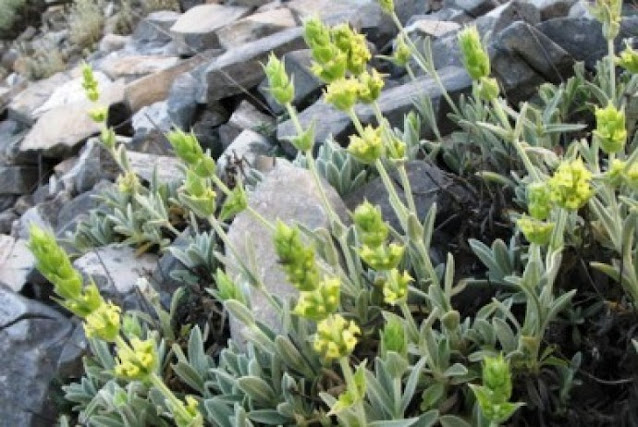 Το ελληνικό τσάι του βουνού κατά του Alzheimer