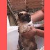 Gata viraliza por dizer que banho 'magoou'; veja vídeo
