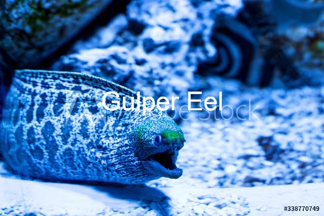 Gulper Eel