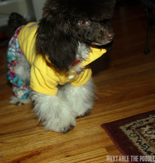 Huxtable The Poodle Toy Poodle Blog Parti Poodle The Preppy Poodle