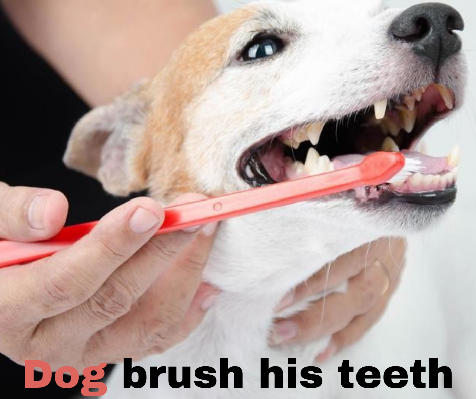 Should a dog brush his teeth and how to choose the right toothpaste?