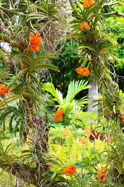 たにことたにく Singapore Botanic Garden シンガポール ボタニックガーデン 着生 蘭の画像
