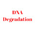 DNA Degradation