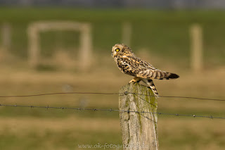 Wildlifefotografie Tierfotografie Naturfotografie Nikon Dümmer Sumpfohreule