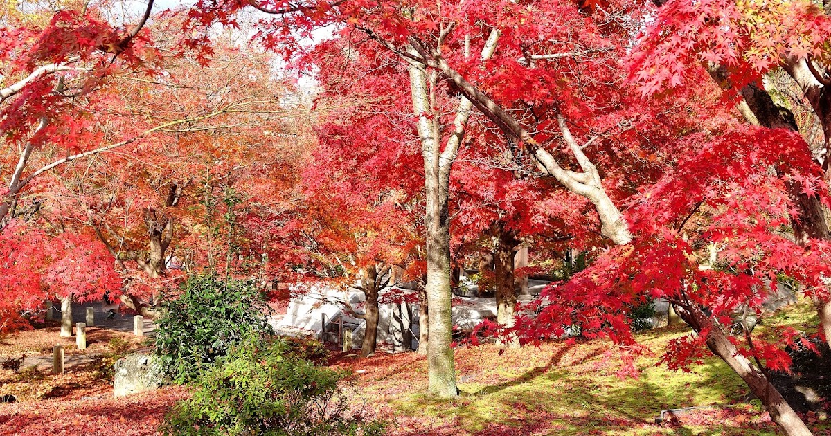 [遊記] 2020京都賞楓~免錢賞楓智積院、養源院