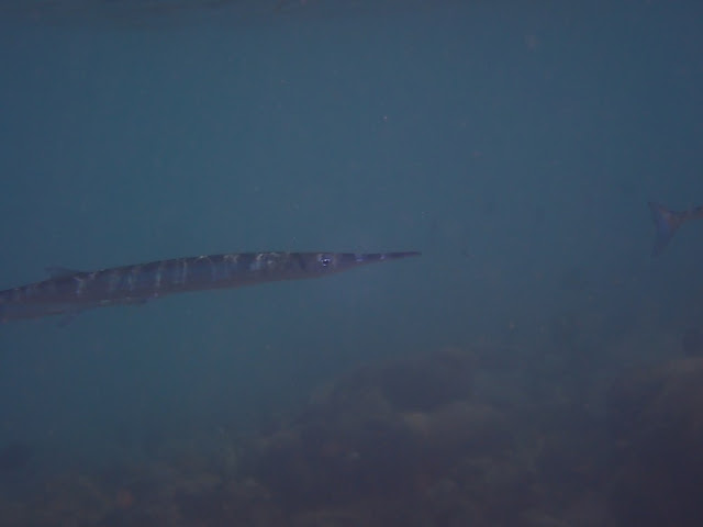 Tylosurus crocodilus Tylosurus crocodilus