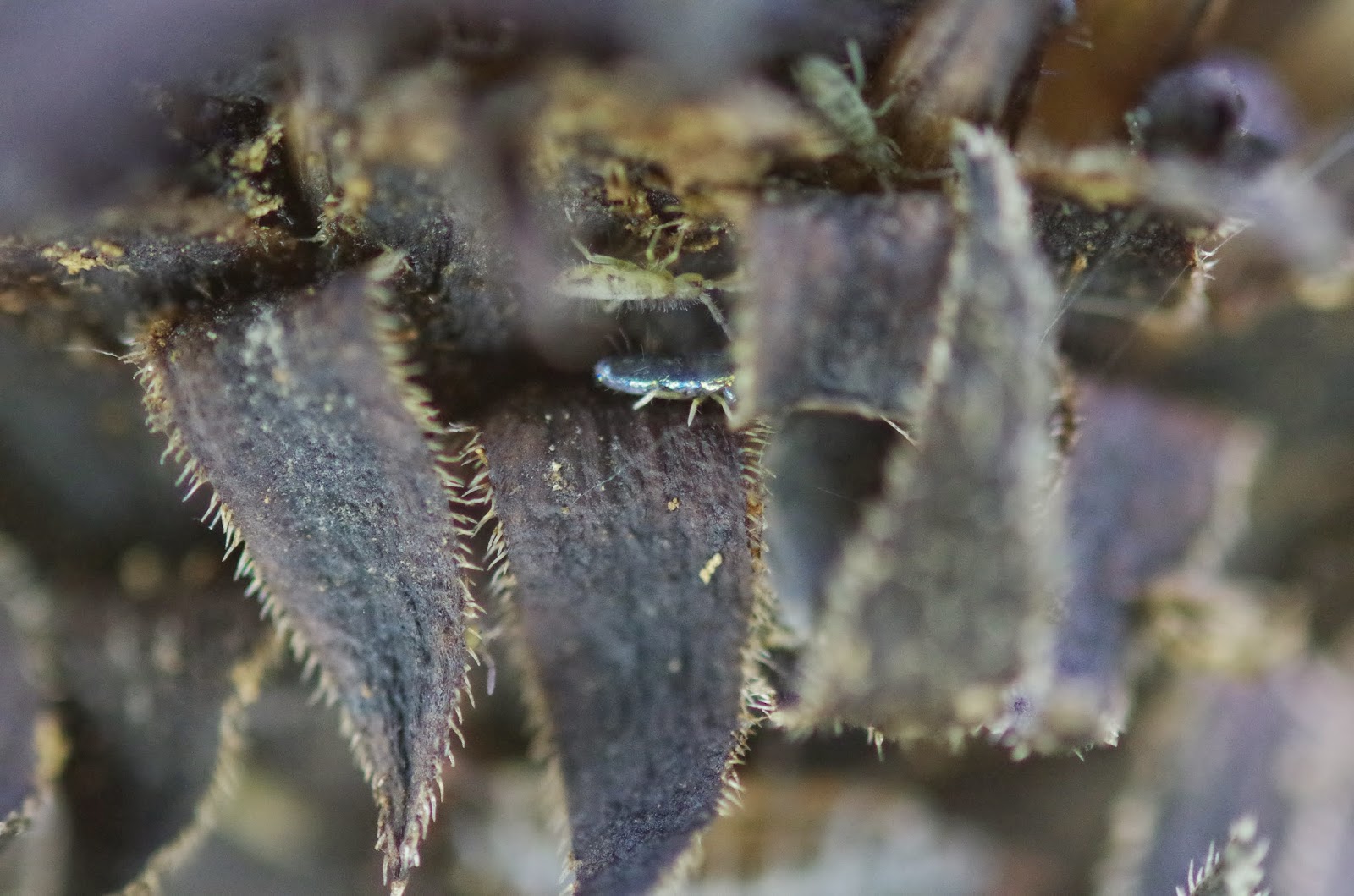 The Bugs in the Backyard: Updates