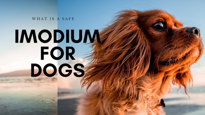 which Imodium's dosage is safe for dogs? - meinhaustierenwelt
