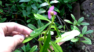 Gambar atau foto Tanaman Gingseng Jawa (Talinum Paniculatum)