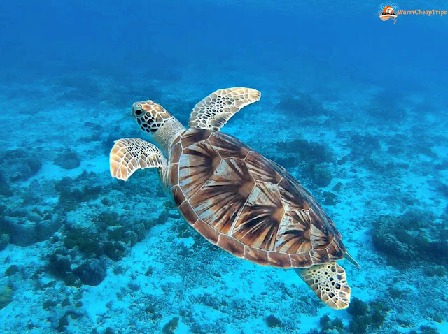 Zamami, tartarughe marine, okinawa,